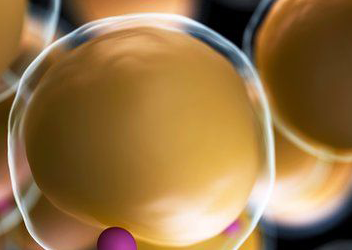 Fat Cells 101: The Basics