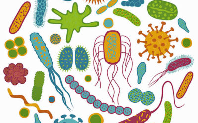 How to Pick Your Probiotic Supplement