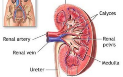 National Kidney Month 2020