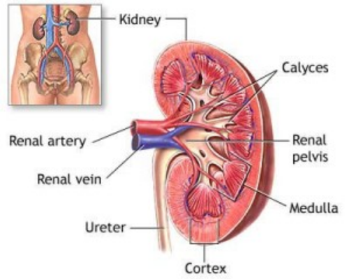 National Kidney Month 2020