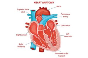 heart anatomy