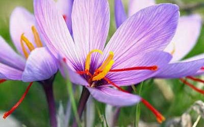 Revive me, O Lord, for Your name’s sake!