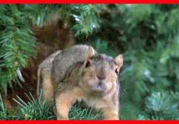 I Have Lost My Taste For Slapstick