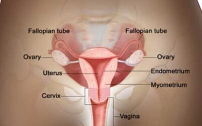 Cancer Update March 2025