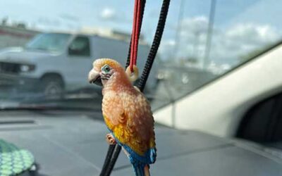 Joshua the Drunken Parrot