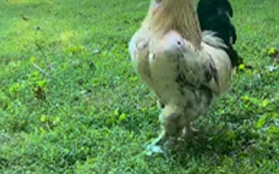 This Should Have Been An Easy Run