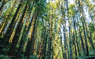 Being Brave is Like Breathing