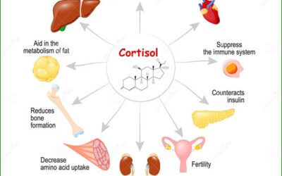 Learning About Cortisol