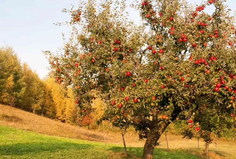 Under The Apple Trees