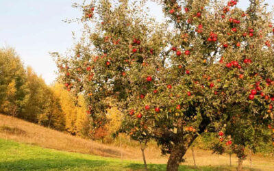 Under The Apple Trees