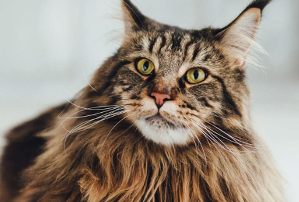 Oversight Can Mean Supervision or An Unintentional Mistake