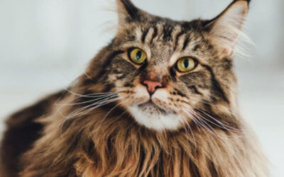 Oversight Can Mean Supervision or An Unintentional Mistake